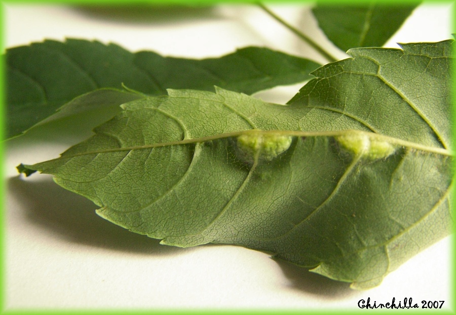 Dasyneura fraxini 